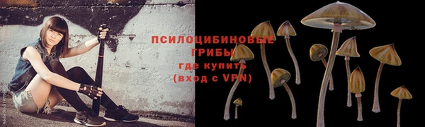 сатива Беломорск
